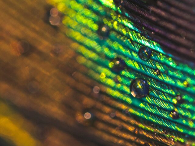 macro-image-peacock-feather-with-water-drops 1-min
